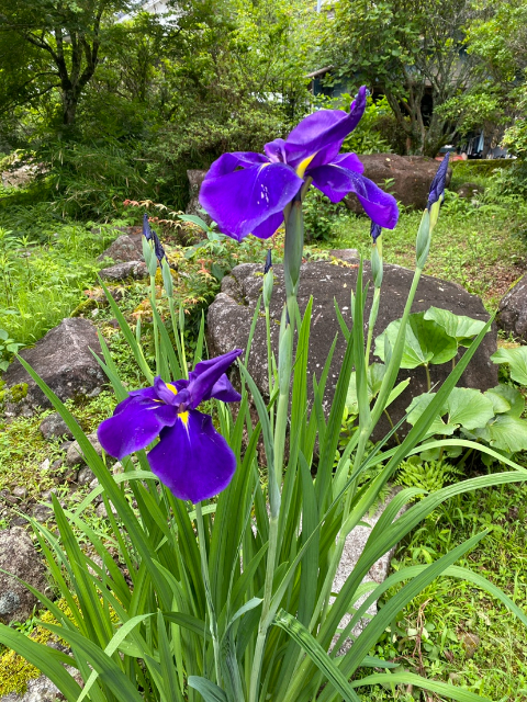 花菖蒲