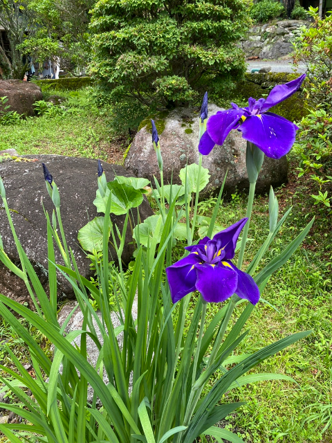 花菖蒲